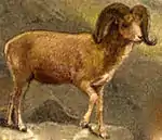 Argali