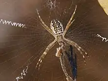 Juvenile at Katherine Gorge