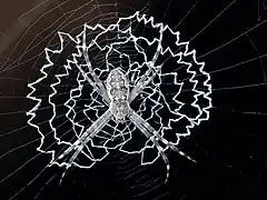 Female with typical spiral web decoration north Queensland