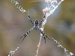 Juvenile with X shaped stabilimentum