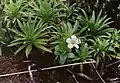 Greensword, Puʻu Kukui bog