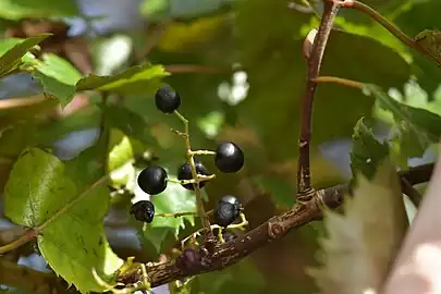 Berries