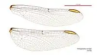 Female wings