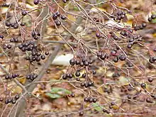 The purple chokeberry