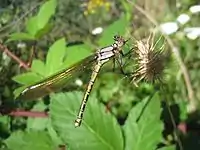 Male Diphlebia nymphoides