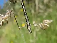 Detail of male tail