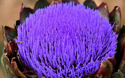 An artichoke flower in blossom in Dalat, Vietnam