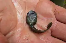 Image 9Ascaphus montanus tadpole (supine position), showing the large oral sucker (from Tailed frog)