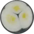 Aspergillus alliaceus growing on CYA plate