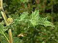 Leaf of Echinops sphaerocephalus