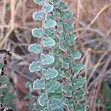 A photo showing the many star shaped scales on the surface of the leaflets making up the leaf of Astrolepis integerrima