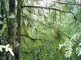 Cool temperate rainforest at the head of the Tia River.