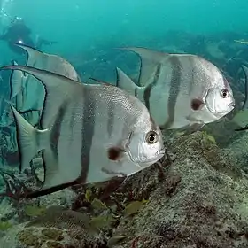 Atlantic Spadefish PLW edit