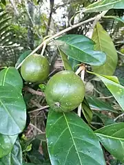 Fruit