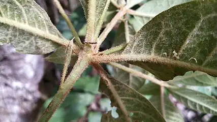 Underside of foliage