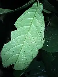 Leaf underside