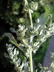 Atriplex elegans