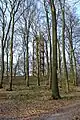 The Atzelberg Tower (background) and the forest (foreground) that surrounds it.