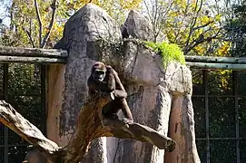 Primates exhibit