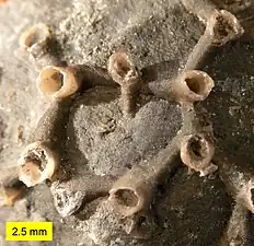 Aulopora from the Silica Shale (Middle Devonian) of northwestern Ohio. Image shows colony origin encrusting a brachiopod.