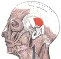 Auricula in context. Superior auricular shown in red.