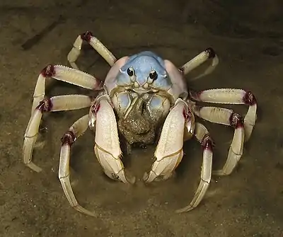 Image 17Mictyris longicarpusPhoto credit: liquidGhoulThe light blue soldier crab (Mictyris longicarpus) inhabits beaches in the Indo-Pacific region. Soldier crabs filter sand or mud for microorganisms. They congregate during the low tide, and bury themselves in a corkscrew pattern during high tide, or whenever they are threatened.More selected pictures