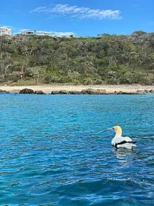 An Australasian Gannet on the surface of the water in Coolum, Queensland, Australia