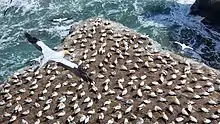 A colony of numerous white seabirds seen from overhead on a rock next to the ocean, with three birds in flight.