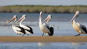 Some Australian pelicans at the mouth of the McArthur River