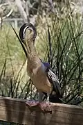 Male preening