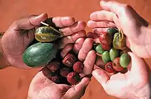 Bush tucker (bush foods) harvested at Alice Springs Desert Park. Bush foods are edible native plant species and animal products used by indigenous Australians as a contemporary or traditional food.