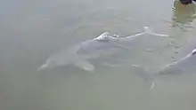 Australian humpback dolphin