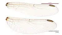 Female wings