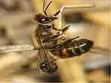 Austroplebeia australis defending against Apis mellifera