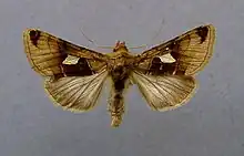 Autographa aemula