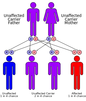 Autorecessive