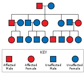 Diagram showing a father carrying the gene and an unaffected mother, leading to some of their offspring being affected; those affected are also shown with some affected offspring; those unaffected have no affected offspring