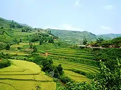 Rice terrace field in autumn in Yên Minh district.