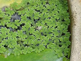 Azolla caroliniana plant