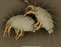 Chaetodactylus krombeini mites copulating