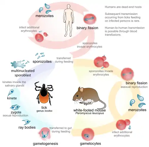 Life cycle of the Babesia parasite