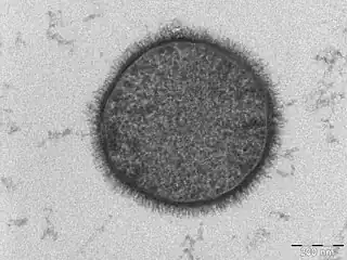 Bacillus subtilis