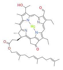 bacteriochlorophyll e