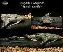 Bagarius bagarius (Goonch Catfish)