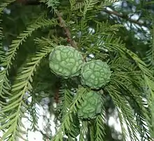 Cones