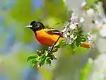 Baltimore oriole