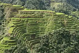 Banaue Rice Terraces