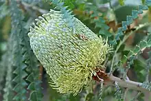 Showy banksia (Banksia speciosa) flower