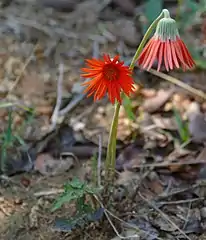 The shade-loving Barberton daisy in flower