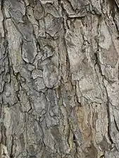 Mature bark